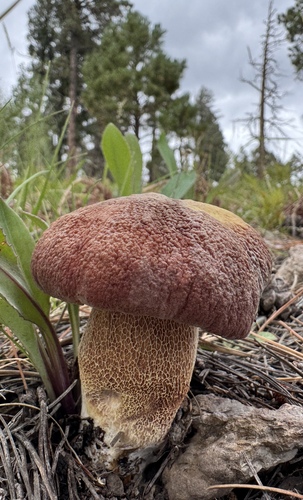 Boletus pinicola (Cep) — photo