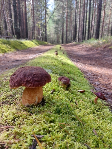 Boletus pinicola