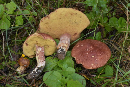 Boletus pinophilus var. fuscoruber (Rosso) — photo