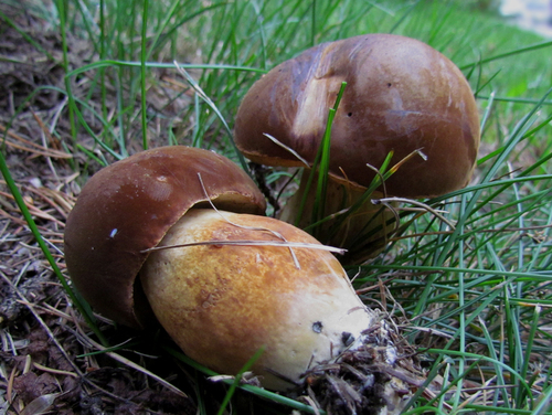 Boletus pinophilus var. fuscoruber (Rosso) — photo