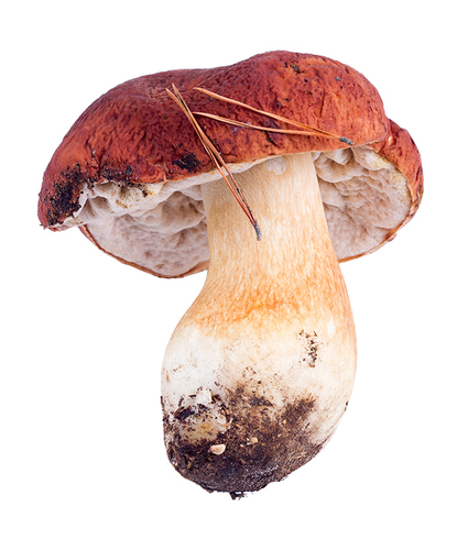 Boletus pinophilus (Pine bolete) — photo