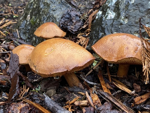 Boletus piperatus (Peppery boletus) — photo