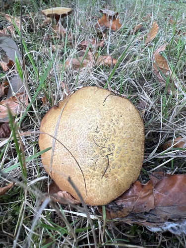 Boletus piperatus