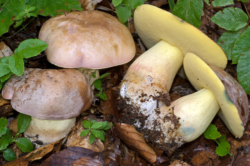 Boletus pseudoregius (Bolet faux-royal) — photo