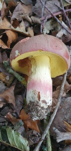 Boletus pseudoregius (Bolet faux-royal) — photo