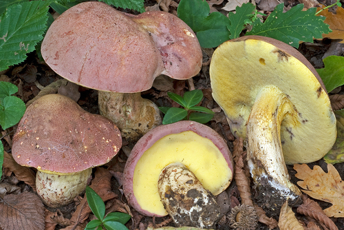 Boletus pseudoregius