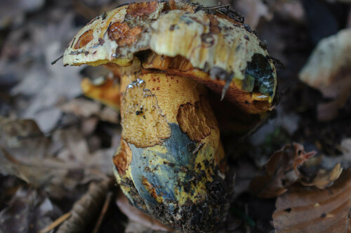 Boletus purpureus — photo
