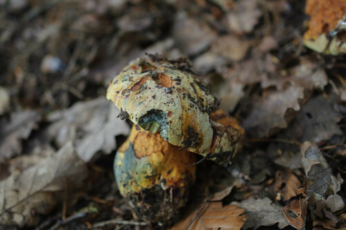 Boletus purpureus — photo
