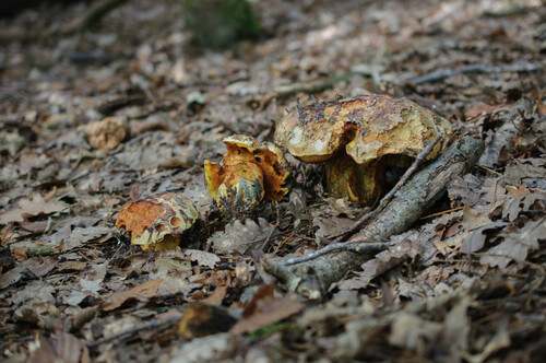 Boletus purpureus