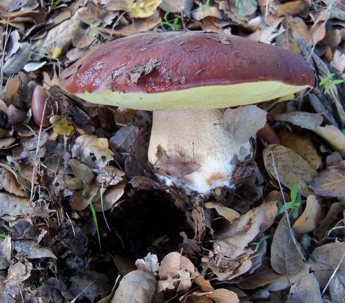 Boletus regineus — photo