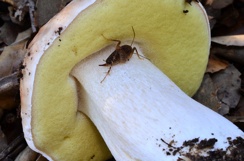 Boletus regineus — photo