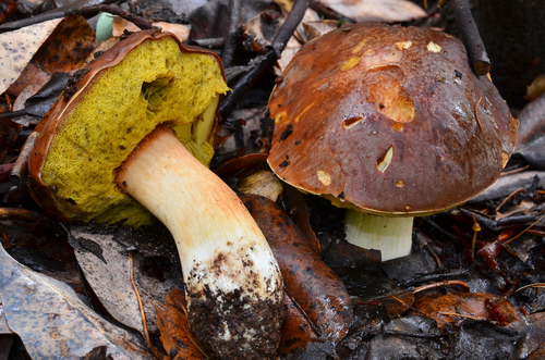 Boletus regineus