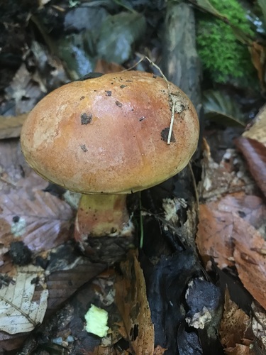 Boletus speciosus — photo