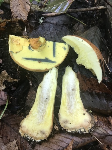 Boletus speciosus — photo