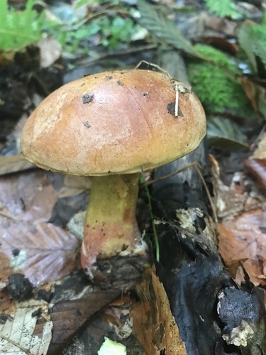 Boletus speciosus