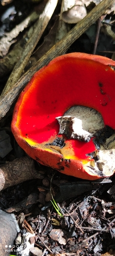 Boletus spectabilissimus — photo