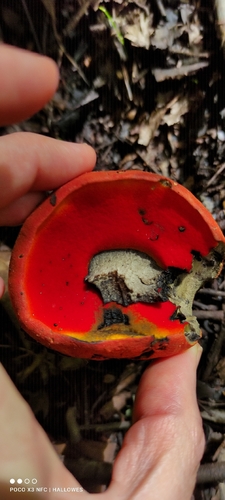 Boletus spectabilissimus