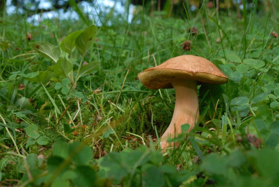 Boletus spp. (Flap mushroom) — photo
