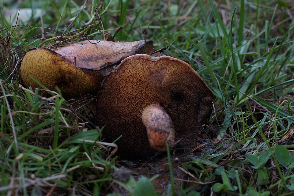 Boletus spp.
