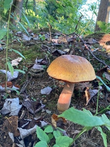 Boletus subvelutipes — photo