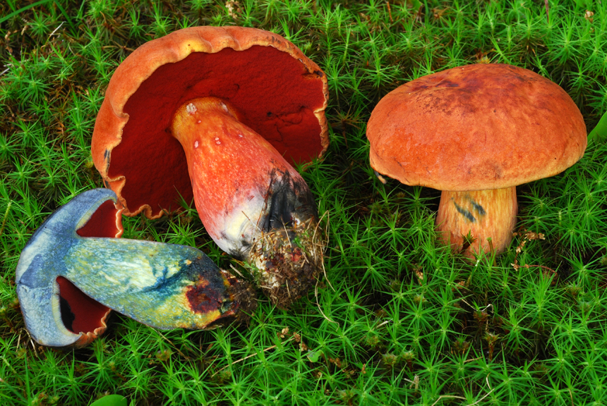 Boletus subvelutipes