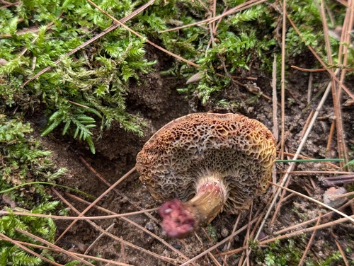 Boletus truncatus — photo