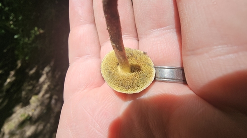 Boletus truncatus — photo