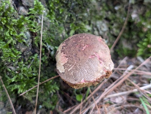 Boletus truncatus