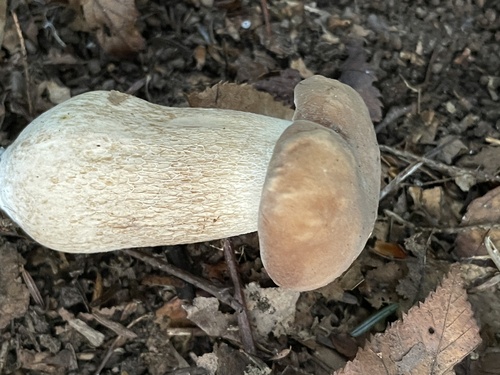 Boletus variipes — photo