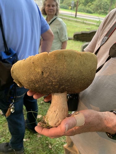 Boletus variipes — photo
