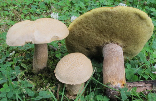 Boletus variipes