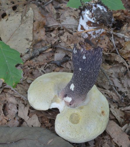 Boletus violaceofuscus — photo