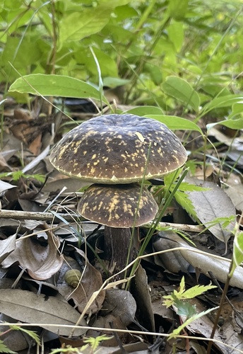 Boletus violaceofuscus — photo