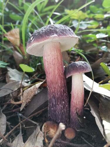 Boletus violaceofuscus