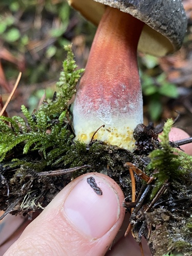 Boletus zelleri — photo