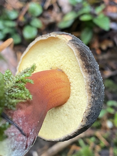 Boletus zelleri — photo