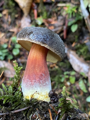 Boletus zelleri