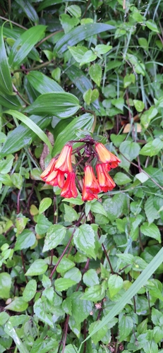 Bomarea acutifolia (Yatzi) — photo