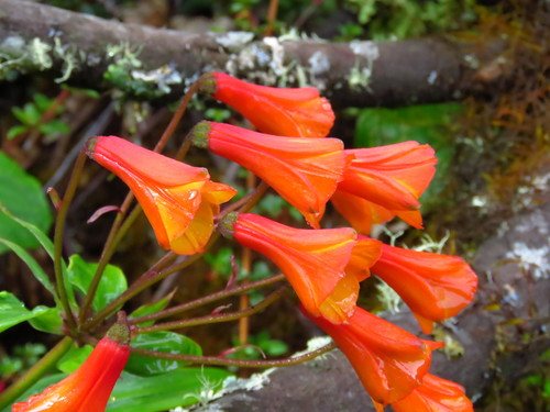 Bomarea acutifolia