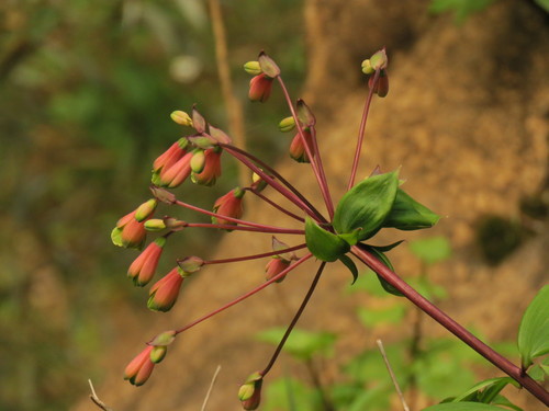 Bomarea edulis (White Jerusalem artichoke) — photo
