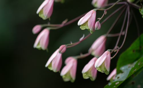 Bomarea edulis