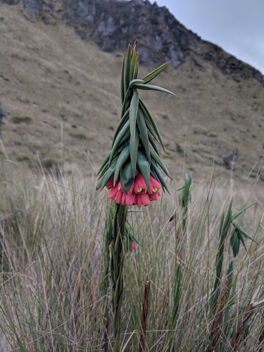 Bomarea glaucescens