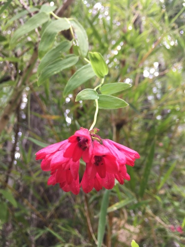 Bomarea salsilla