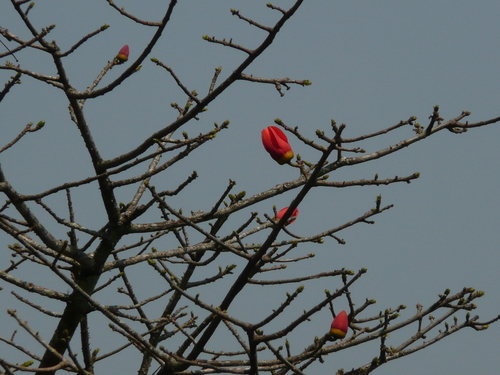 Bombax buonopozense (Cotton tree) — photo