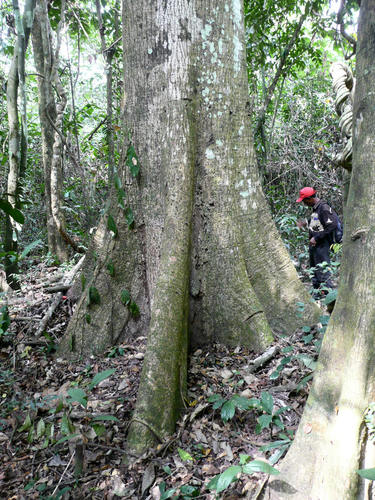 Bombax buonopozense (Cotton tree) — photo