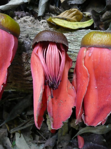 Bombax buonopozense