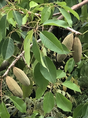 Bombax ceiba (Kapok tree) — photo
