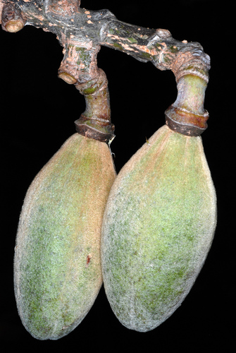 Bombax ceiba (Kapok tree) — photo