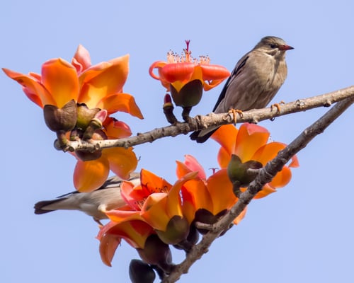 Bombax ceiba