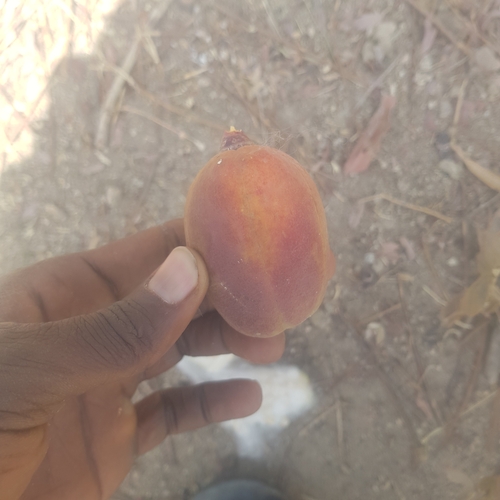 Bombax costatum (Red-flowered silk cotton tree) — photo
